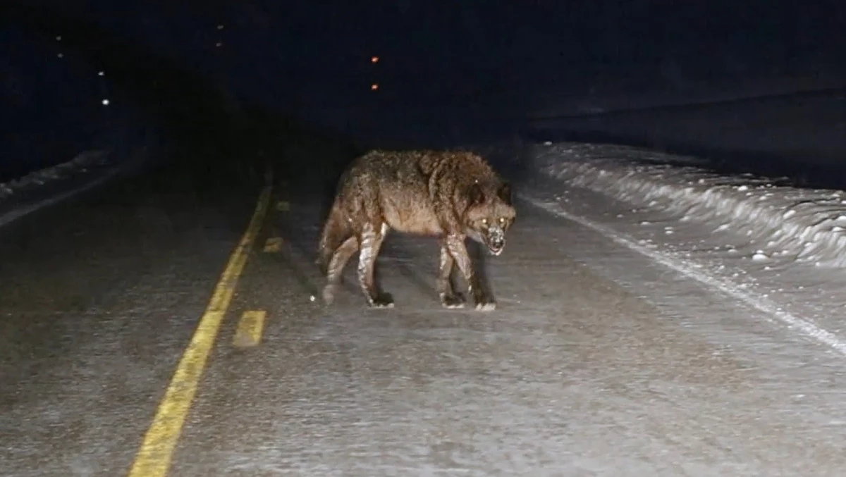 Some Called this a Werewolf Captured on Video in Yellowstone Park