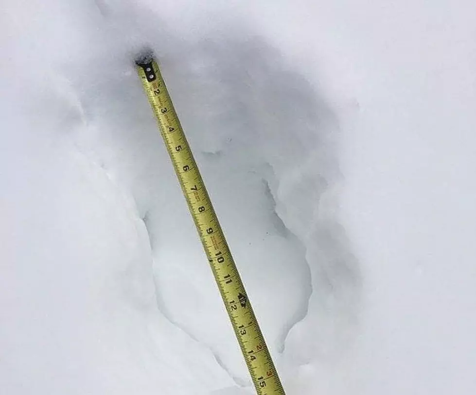 These are Totally Bigfoot Prints Found in the Snow of Upstate NY