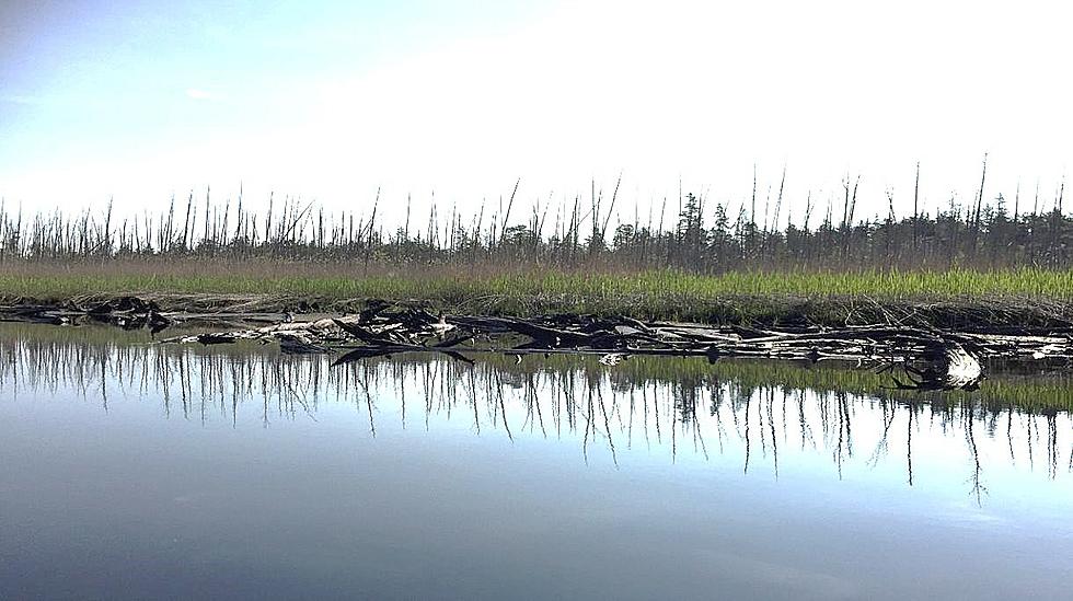 Eerie, Shriveled ‘Ghost Forests’ Popping Up Around New Jersey, Especially Around Hammonton