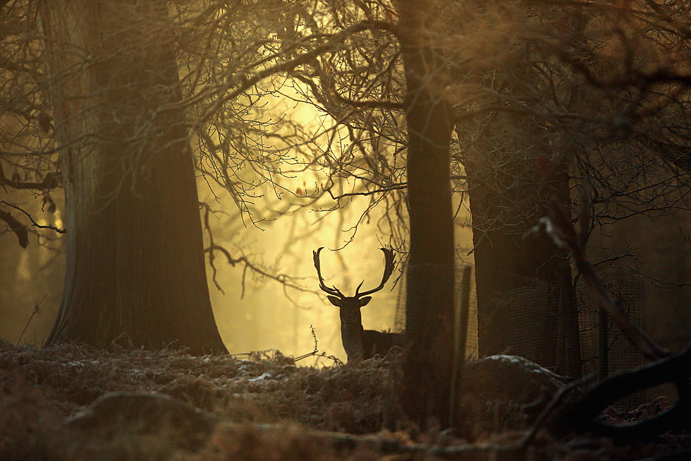 Dangling Deer Legs Discovered on Branches in Colorado is Very Unnerving