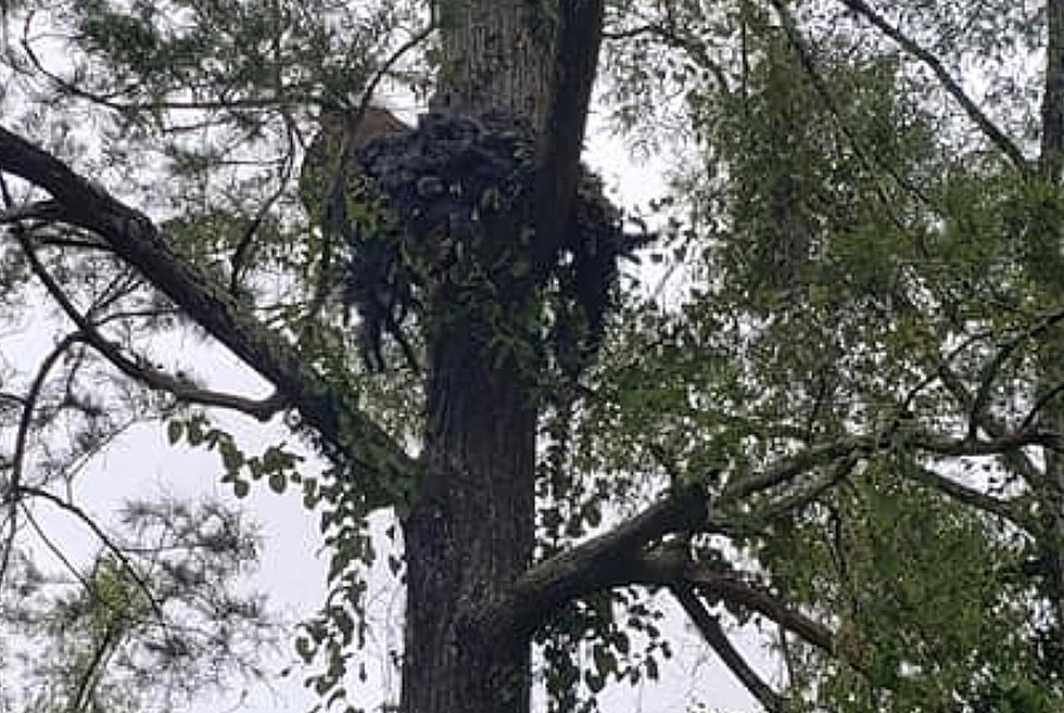 Fisherman Spots Very Bizarre ‘Thing’ In Tree Near Breaux Bridge, Louisiana