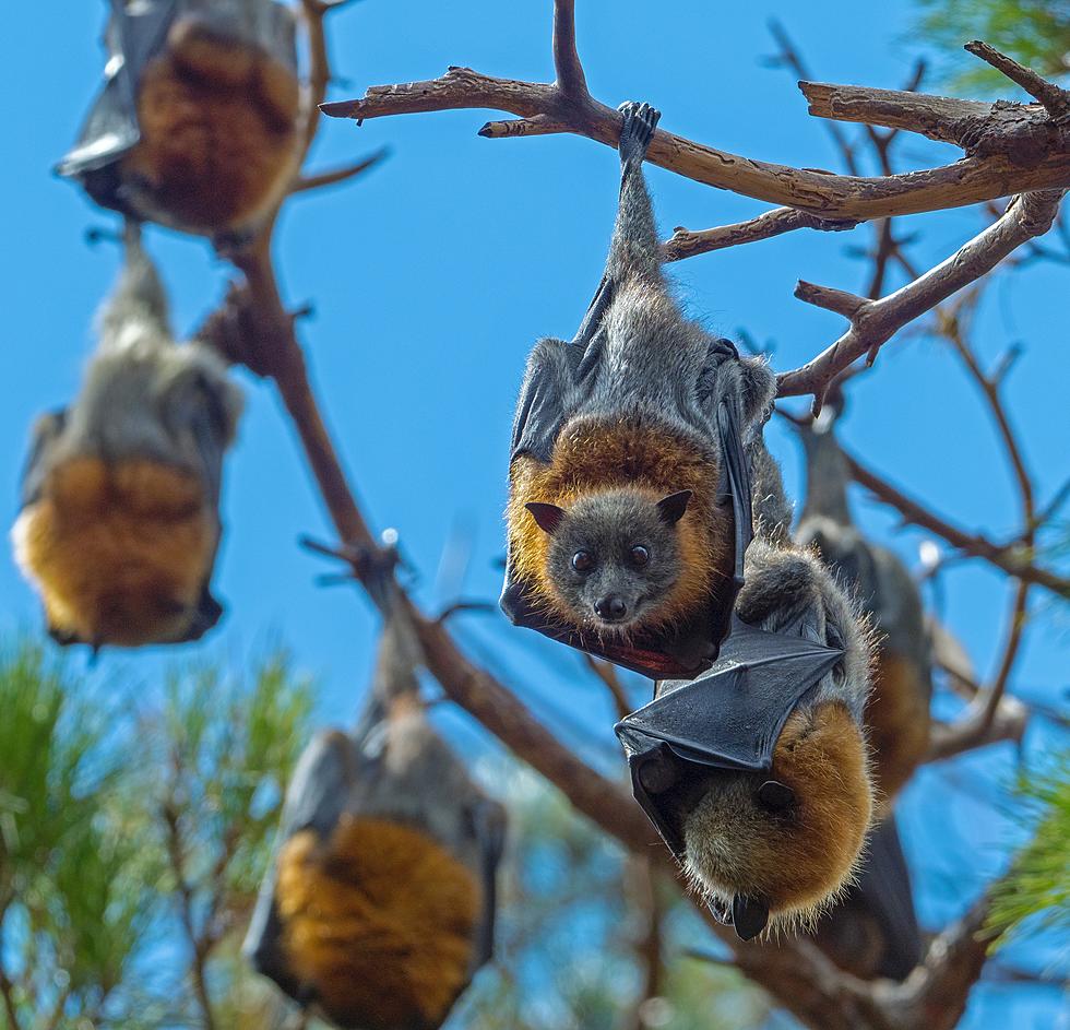 5 Helpful Tips to Keep Bats Out of Your New York State Home