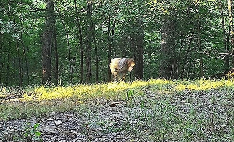 This Is an Awfully Strange Creature Captured on Trail Cam Near Owensboro, Kentucky