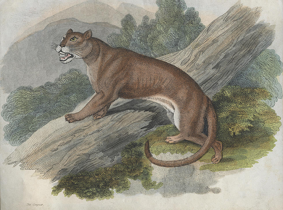 If Eastern Cougars are Extinct, Why Are They Spotted All Over near Montrose, Pennsylvania?