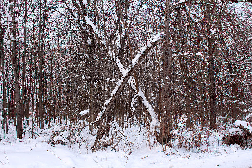 Crossed Sticks in the Woods Thought to be Bigfoot Communication