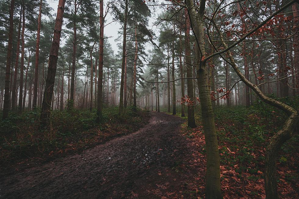 These are the Most Intriguing Bigfoot Sightings in the Woods around Rockford, Illinois